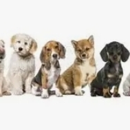 Team Page: Puppy Pals 25-26